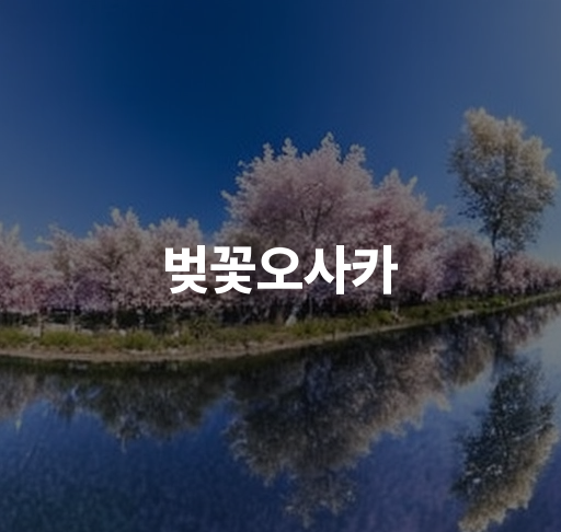 벚꽃오사카  오사카성과 벚꽃 벚꽃길 소개